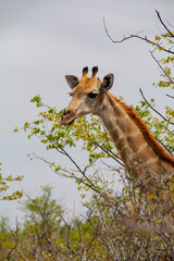 Majestic Giraffes in Etosha National Park, Namibia