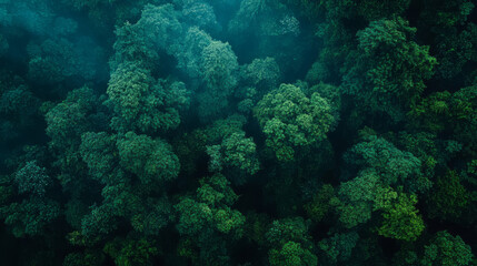 Fototapeta premium Aerial View Lush Rainforest Canopy Rainy Season Text Space