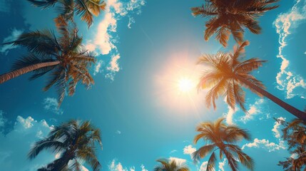 blue sky and palm trees view