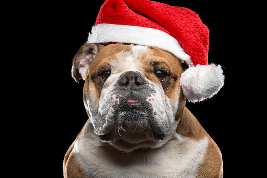 Perro buldog ingles sentado con sombrero de papa Noel 