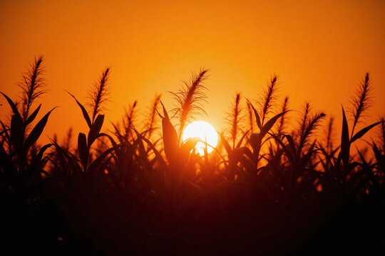 Sunset in cornfield with tall stalks and sunrays