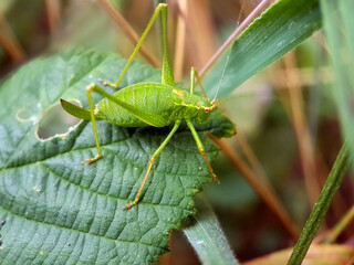 hopper cricket leaf in summer