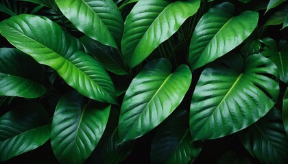 Water Droplets on Green Leaf with Sunlight Creating Tiny Rainbow Reflections
