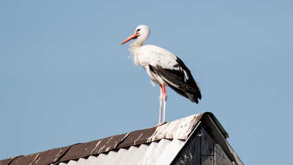 white stork in the nest