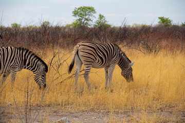 Obraz premium Zebras in Etosha National Park Namibia