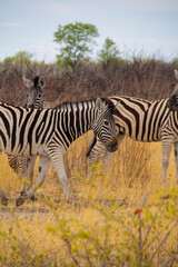 Zebras in Etosha National Park Namibia