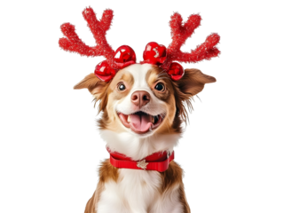 Happy dog wearing red reindeer antlers sitting on a white background. PNG transparent.
