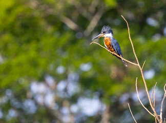 Ringed Kingfisher sitting on a branch observing the river to catch a fish, in the Pantanal of Brazil