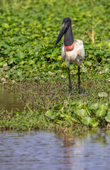 Wild Jabiru Stork hunting in the wetlands of the Pantanal in Brazil