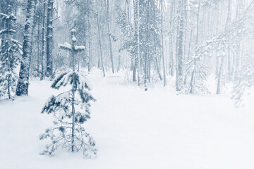 Landscape. Frozen winter forest with snow covered trees.
