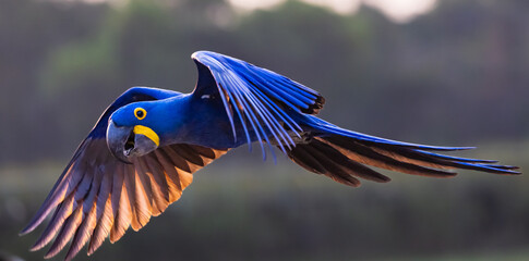 A wild and beautiful blue Hyacinth Macaw in flight in the Pantanal of Brazil