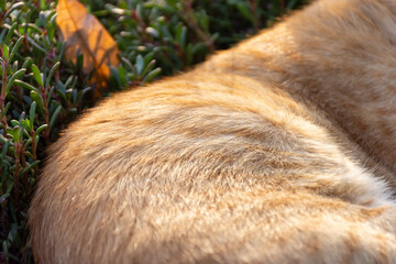 Close up of cat fur