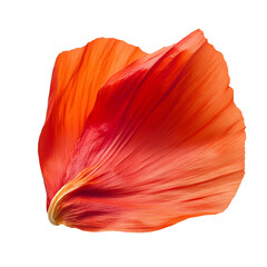 red tulip isolated on white