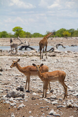 Oryx and Springbok in Etosha National Park Namibia