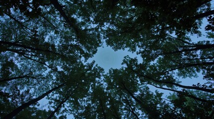 Fototapeta premium Star Trails Through Canopy