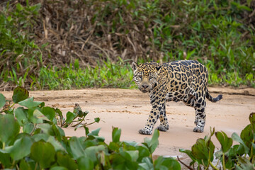 Jaguar observing the river bank hunting for hidden Caiman in the Pantanal wetlands in Brazil
