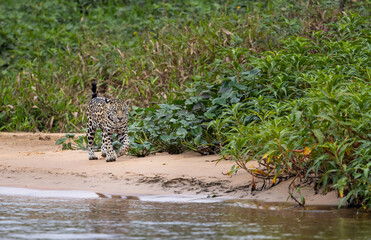 Jaguar roaming the river bank hunting for hidden Caiman in the Pantanal wetlands in Brazil