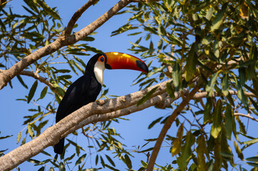 Colourful Toco Toucan (Ramphastos toco) resting in a tree in the Pantanal wetlands of Brazil