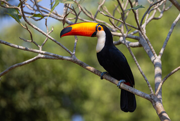 Colourful Toco Toucan (Ramphastos toco) resting in a tree in the Pantanal wetlands of Brazil