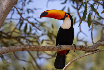 Colourful Toco Toucan (Ramphastos toco) resting in a tree in the Pantanal wetlands of Brazil