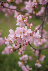 Spring nature scene with a pink blooming tree Symbolizing the beauty and renewal associated with easter, close-up, with white tones