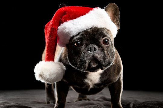 Perro buldog franc&eacute;s parado mirando la c&aacute;mara con sombrero de papa Noel y anteojos de sol