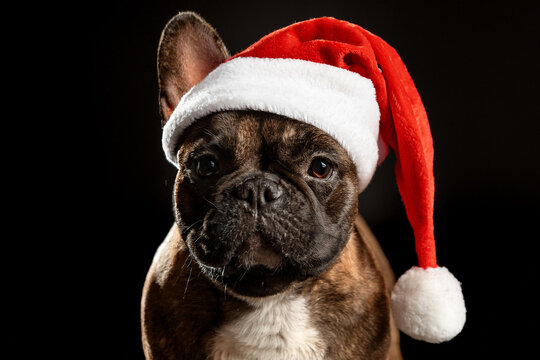 Perro buldog franc&eacute;s parado mirando la c&aacute;mara con sombrero de papa Noel y anteojos de sol