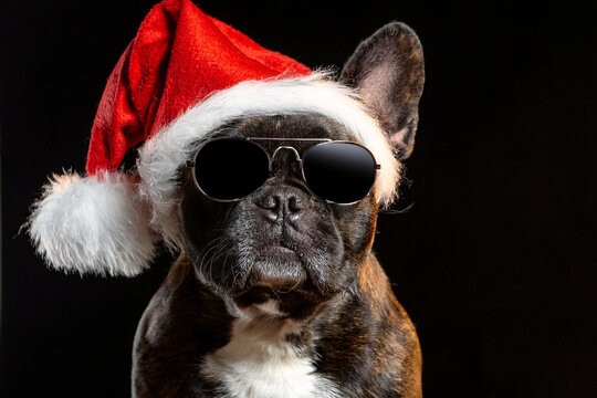 Perro buldog franc&eacute;s parado mirando la c&aacute;mara con sombrero de papa Noel y anteojos de sol