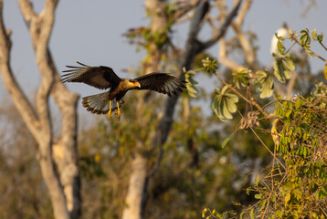 Southern Crested Caracara in flight approaching to land in the wetland in the Pantanal of Brazil
