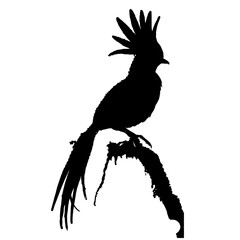 raven on a white background