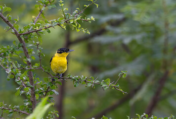 The vibrant yellow color with black head common oriole is perched on a thorny branch. The background is blurred, with a green foliage.