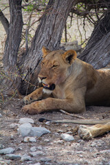 Lions in Etosha National Park Namibia