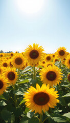 Fototapeta premium Sunflower Field Sunny Summer Day