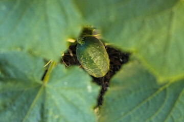 Growing cucumber. A ripe cucumber grows in a garden bed.