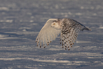 Snowy owl (Bubo scandiacus) flies low over hunting an open snow covered field in Ottawa, Canada