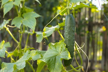 Growing cucumber. A large ripe cucumber grows in open ground in the garden.