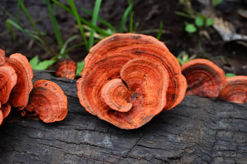 Close-Up of Vibrant Orange Bracket Fungi on a Charred Log