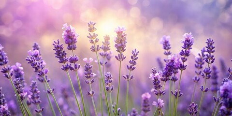 Naklejka premium A Field of Lavender Blossoms Bathed in Soft, Golden Light, Their Delicate Purple Flowers Reaching Upward Towards the Sky