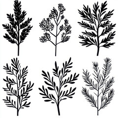 Fototapeta premium Black silhouette of various evergreen tree branches and leaves