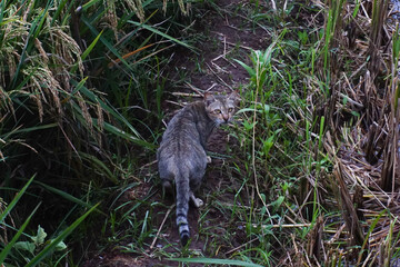 A Tabby Cat Camouflaged in a Rice Paddy