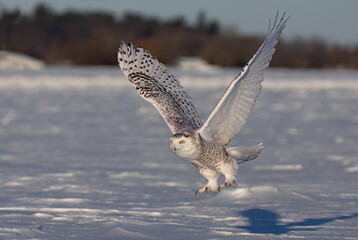 Snowy owl (Bubo scandiacus) lifts off and flies low hunting over a snow covered field in Ottawa, Canada