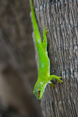 Giant green lizard of Madagascar 