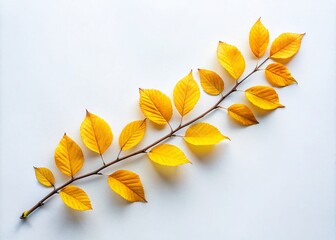 A Stunning Drone Capture of a Single Branch Drenched in Vibrant Yellow Leaves Against a Pure White Background, Highlighting Nature's Beauty in a Minimalist Style