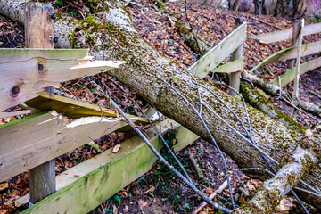 broken tree after a storm