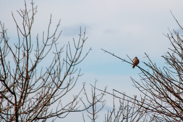 bird on a branch