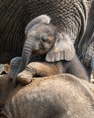 Baby elephant resting on mother