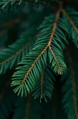 Fototapeta premium Close-up image of the needles of evergreen trees in a dark natural setting. Christmas tree.