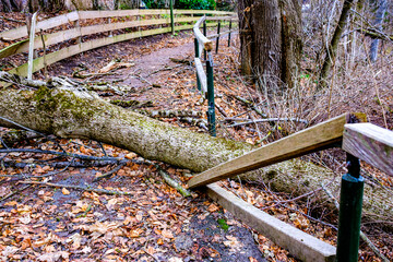 broken tree after a storm
