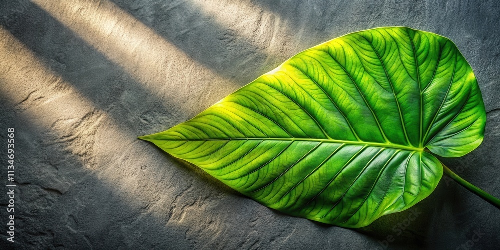 Poster A single green leaf with intricate veins resting on a textured gray surface, illuminated by soft sunlight streaming through a window creating a natural, organic composition.