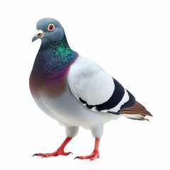 Fototapeta premium realistic image of a pigeon on a white background. 